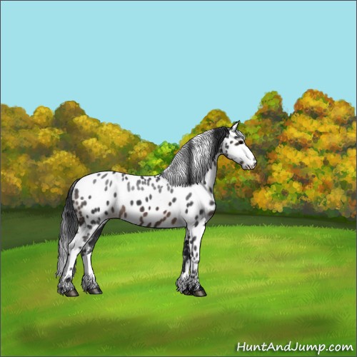 Horse Color:Brown Roan Appaloosa Rabicano