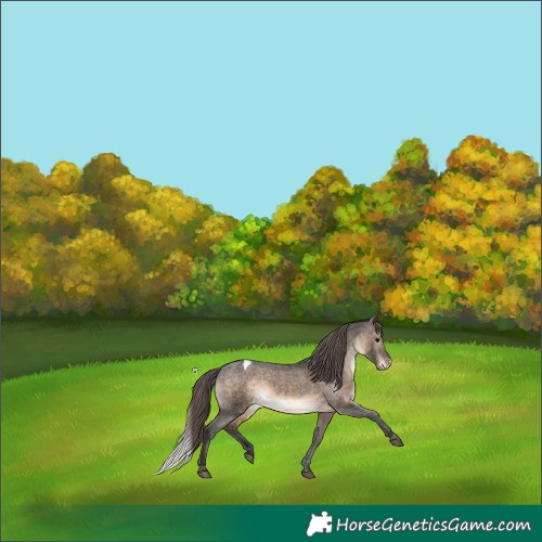 Horse Color:Brown Dun Appaloosa