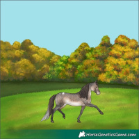 Horse Color:Brown Dun Appaloosa 