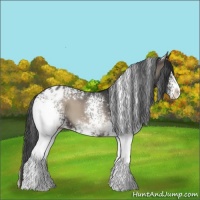 Horse Color:White Spotted Blue Onyx Appaloosa