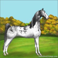 Horse Color:White Spotted Black 