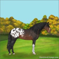Horse Color:Brown Appaloosa 