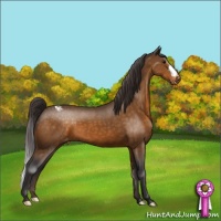 Horse Color:Buckskin Snowcap 