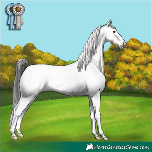 Horse Color:Buckskin Appaloosa 