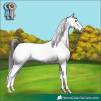Horse Color:Buckskin Appaloosa 