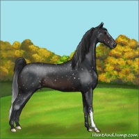 Horse Color:Brown Appaloosa 