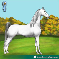 Horse Color:Liver Chestnut Appaloosa 