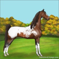 Horse Color:Buckskin Near Fewspot 