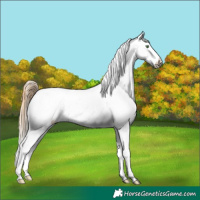 Horse Color:Sable Cream Champagne Tobiano Appaloosa