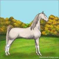 Horse Color:Perlino Appaloosa