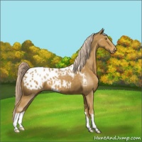 Horse Color:Palomino Appaloosa