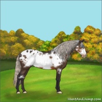 Horse Color:Silver Buckskin Frame Appaloosa
