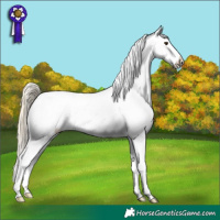 Horse Color:Palomino Appaloosa