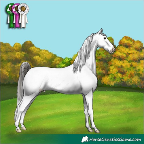 Horse Color:Buckskin Appaloosa 