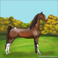 Horse Color:Buckskin Snowcap 