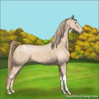 Horse Color:Perlino Appaloosa 