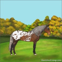 Horse Color:Silver Buckskin Appaloosa 