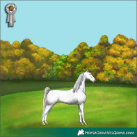 Horse Color:Perlino Dun Appaloosa