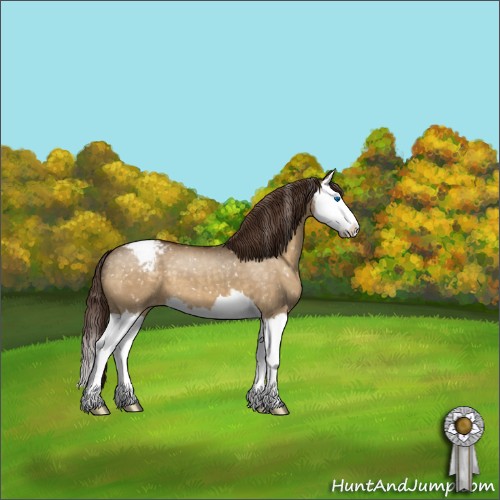 Horse Color:Buckskin Dun Splash Appaloosa 