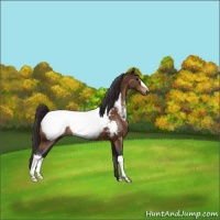 Horse Color:Buckskin Appaloosa 