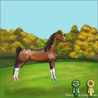 Horse Color:Buckskin Appaloosa 