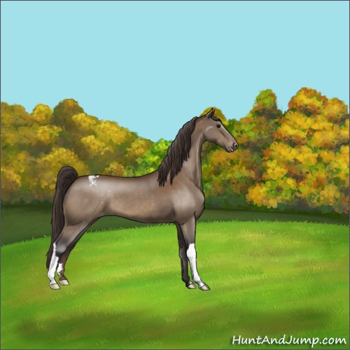 Horse Color:Buckskin Appaloosa