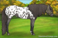 Horse Color:Grullo Near Leopard 