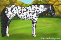 Horse Color:Black Appaloosa 