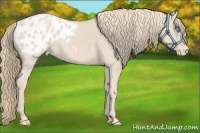 Horse Color:Smoky Creme Appaloosa 