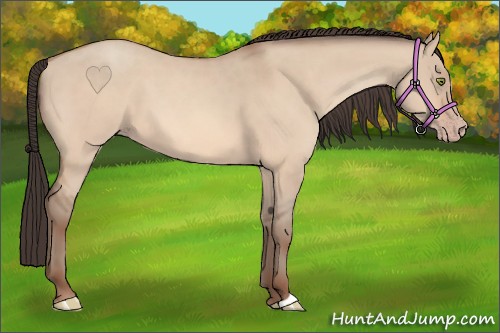 Horse Color:Amber Champagne Dun 