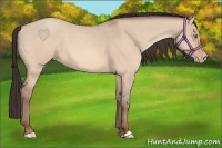 Horse Color:Amber Champagne Dun 
