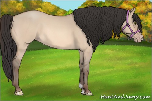 Horse Color:Amber Champagne Roan Dun 