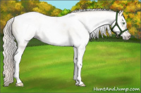 Horse Color:Gray Silver Amber Cream Champagne Roan Dun Splash Tobiano Frame Appaloosa Rabicano 