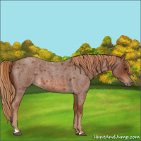 Horse Color:Red Roan 