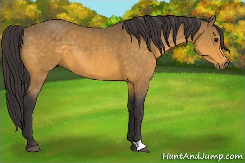 Horse Color:Buckskin 