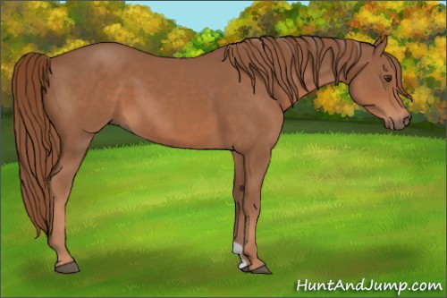 Horse Color:Chestnut 