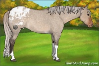 Horse Color:Silver Brown Roan Dun Tobiano Blanket 