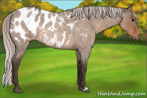 Horse Color:Silver Brown Roan Dun Appaloosa 
