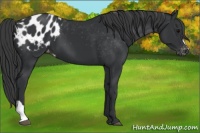 Horse Color:Black Blanket 