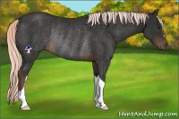 Horse Color:Liver Chestnut Mushroom Rabicano 