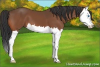 Horse Color:Bay Splash 