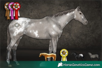 Horse Color:White Spotted Grullo Sabino Appaloosa