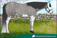 Horse Color:Grullo Roan Splash