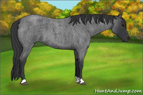 Horse Color:Blue Roan 