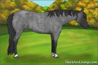 Horse Color:Blue Roan 