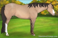 Horse Color:Amber Champagne 