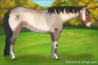 Horse Color:Bay Roan Onyx 