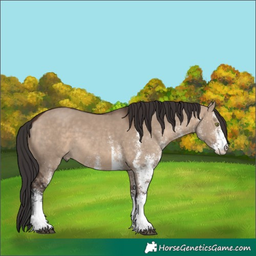 Horse Color:White Spotted Brown Dun 