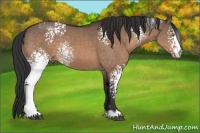 Horse Color:White Spotted Brown Dun 