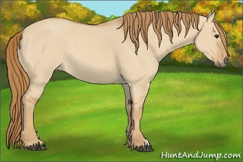 Horse Color:Red Dun 